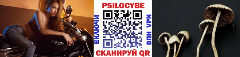 площадка наркотические препараты  купить наркоту  Новая Ладога  Псилоцибиновые грибы прущие грибы 